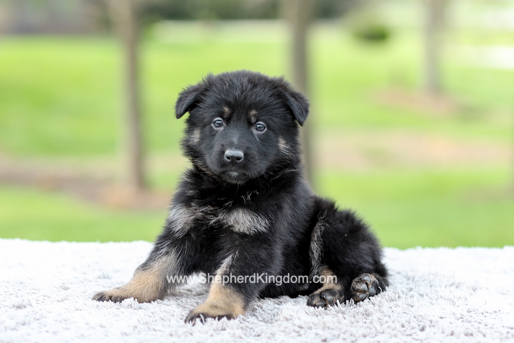 Faith Image of Faith, a German Shepherd puppy