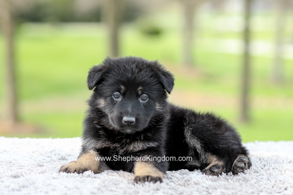Faith Image of Faith, a German Shepherd puppy