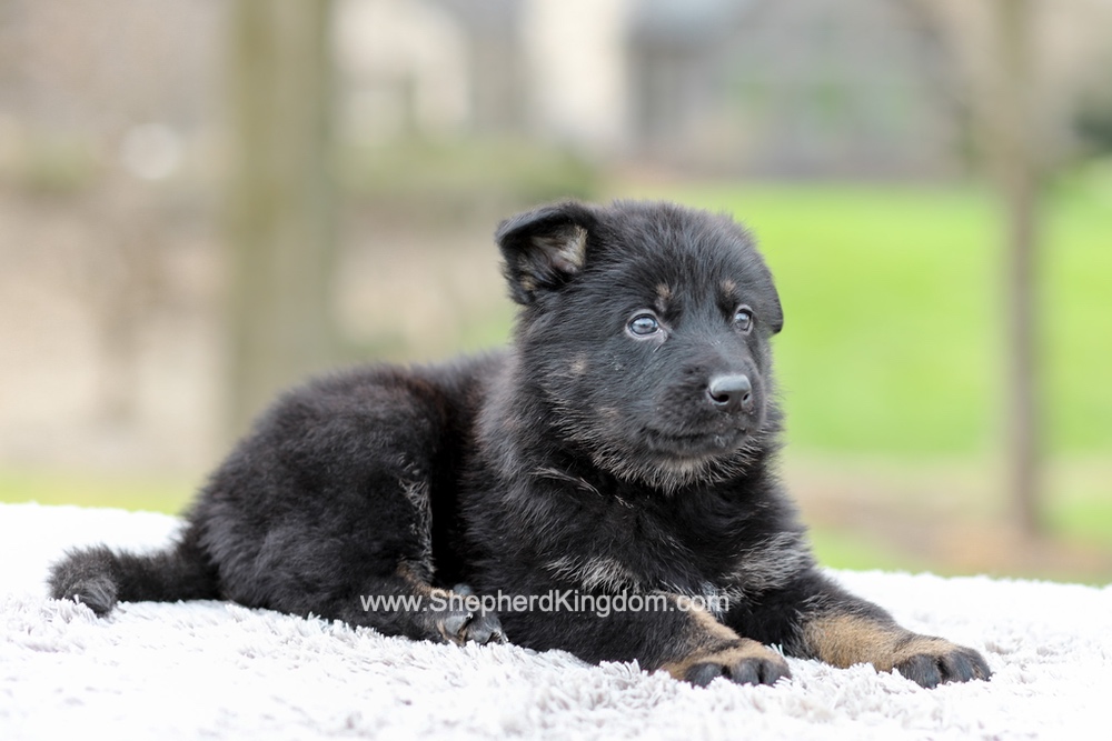 Ferrari Image of Ferrari, a German Shepherd puppy