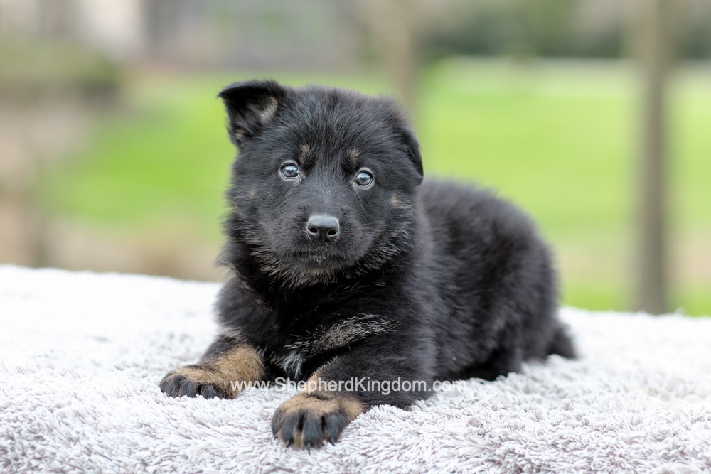 Ferrari Image of Ferrari, a German Shepherd puppy