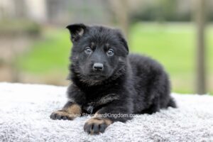 Ferrari Image of Ferrari, a German Shepherd puppy