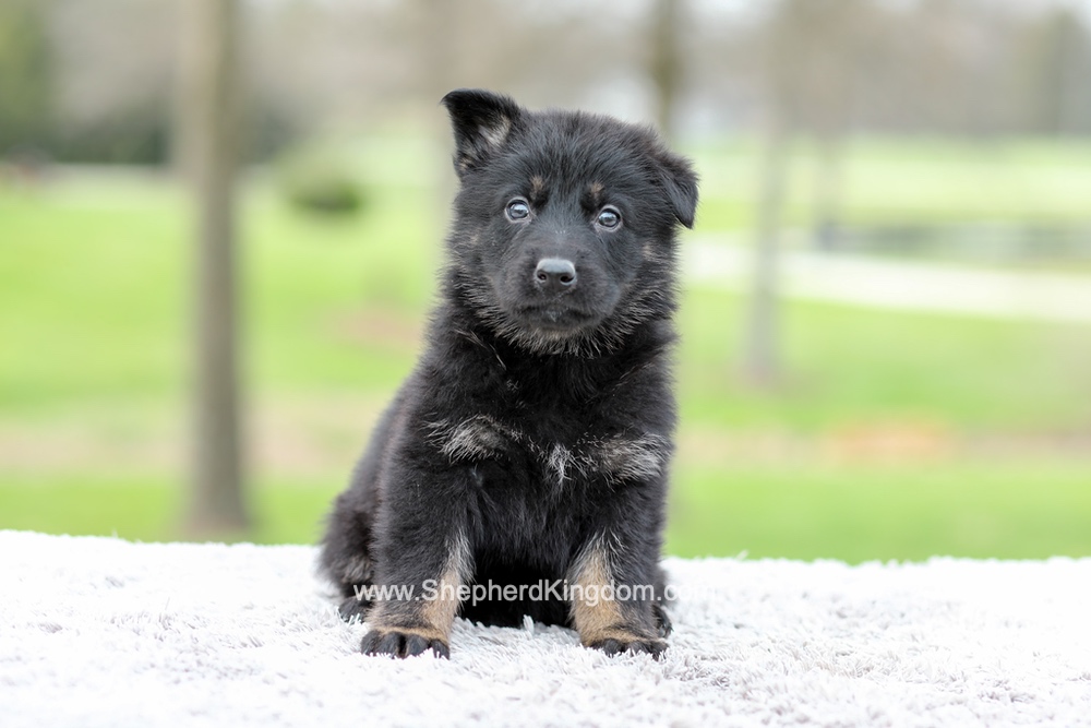 Ferrari Image of Ferrari, a German Shepherd puppy