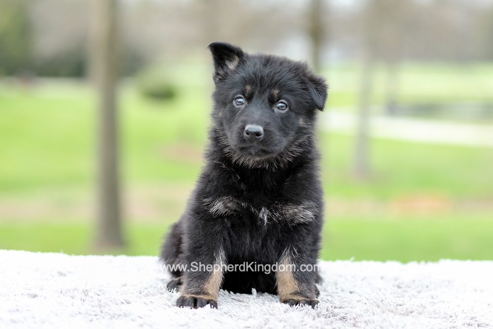 Ferrari Image of Ferrari, a German Shepherd puppy