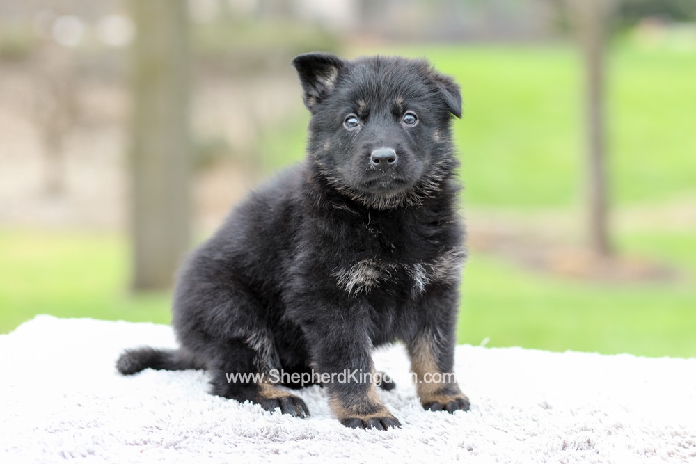 Ferrari Image of Ferrari, a German Shepherd puppy