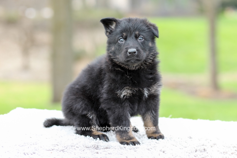 Ferrari Image of Ferrari, a German Shepherd puppy