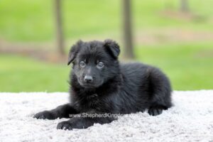 Fiona Image of Fiona, a German Shepherd puppy