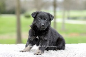 Flash Image of Flash, a German Shepherd puppy