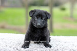 Flora Image of Flora, a German Shepherd puppy
