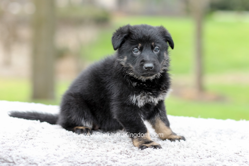 Freya Image of Freya, a German Shepherd puppy