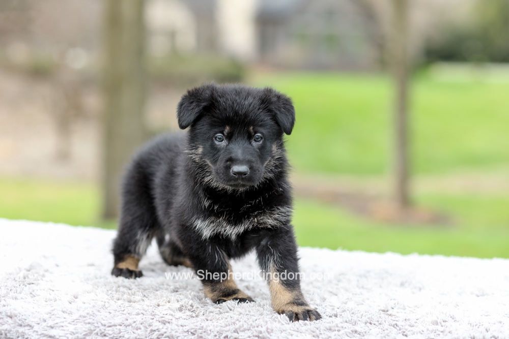 Freya Image of Freya, a German Shepherd puppy