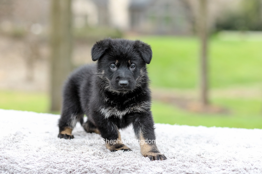 Freya Image of Freya, a German Shepherd puppy