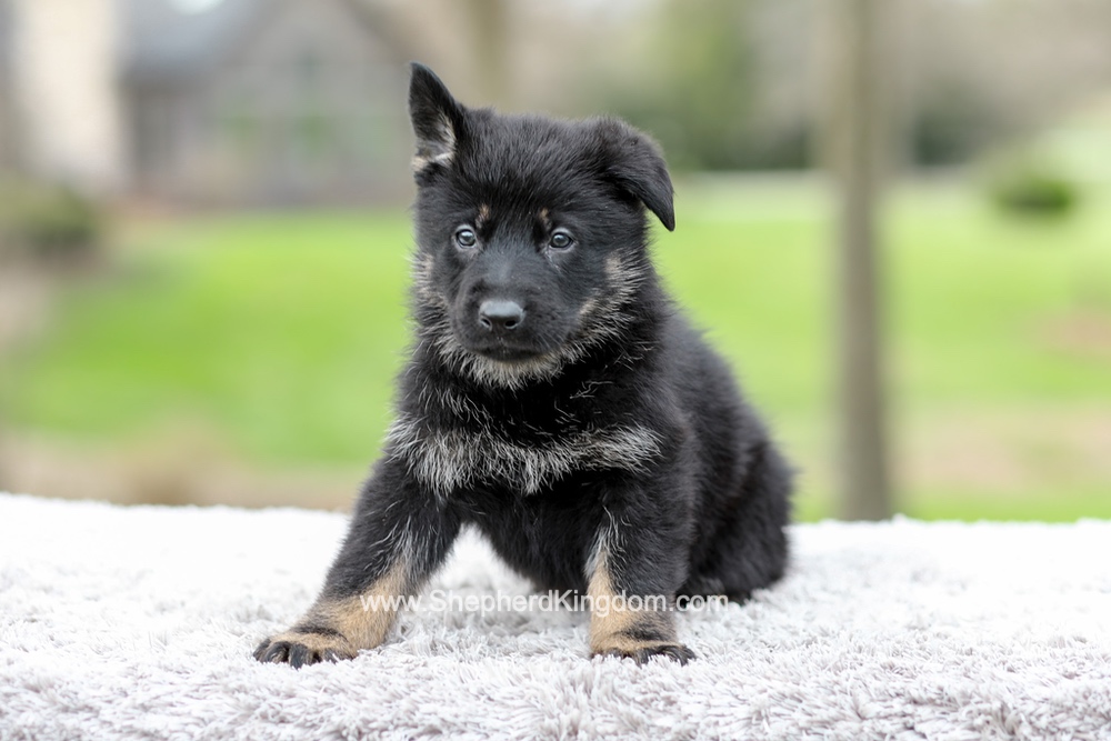 Freya Image of Freya, a German Shepherd puppy