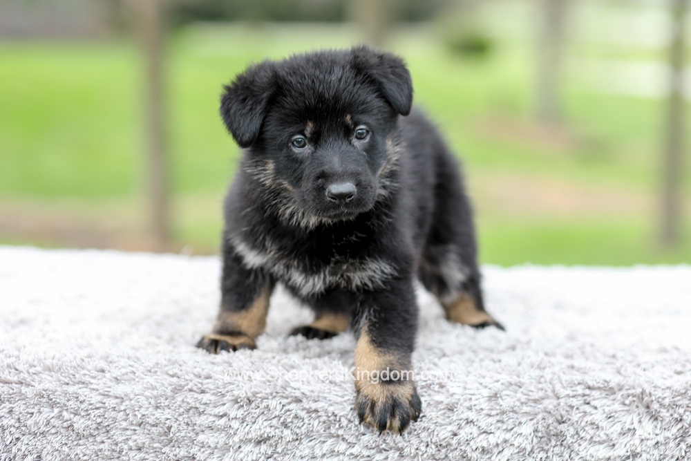 Freya Image of Freya, a German Shepherd puppy