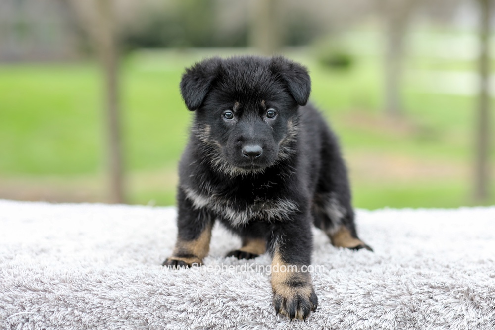 Freya Image of Freya, a German Shepherd puppy