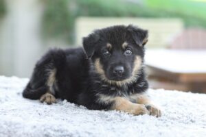 Gavin Image of Gavin, a German Shepherd puppy