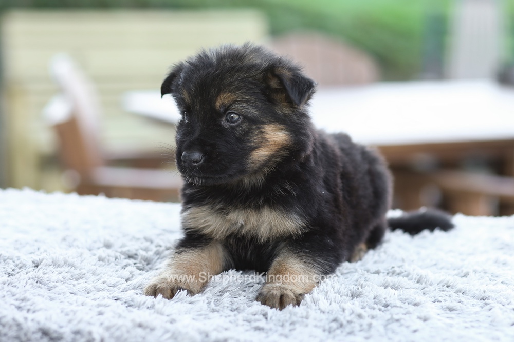 Gideon Image of Gideon, a German Shepherd puppy