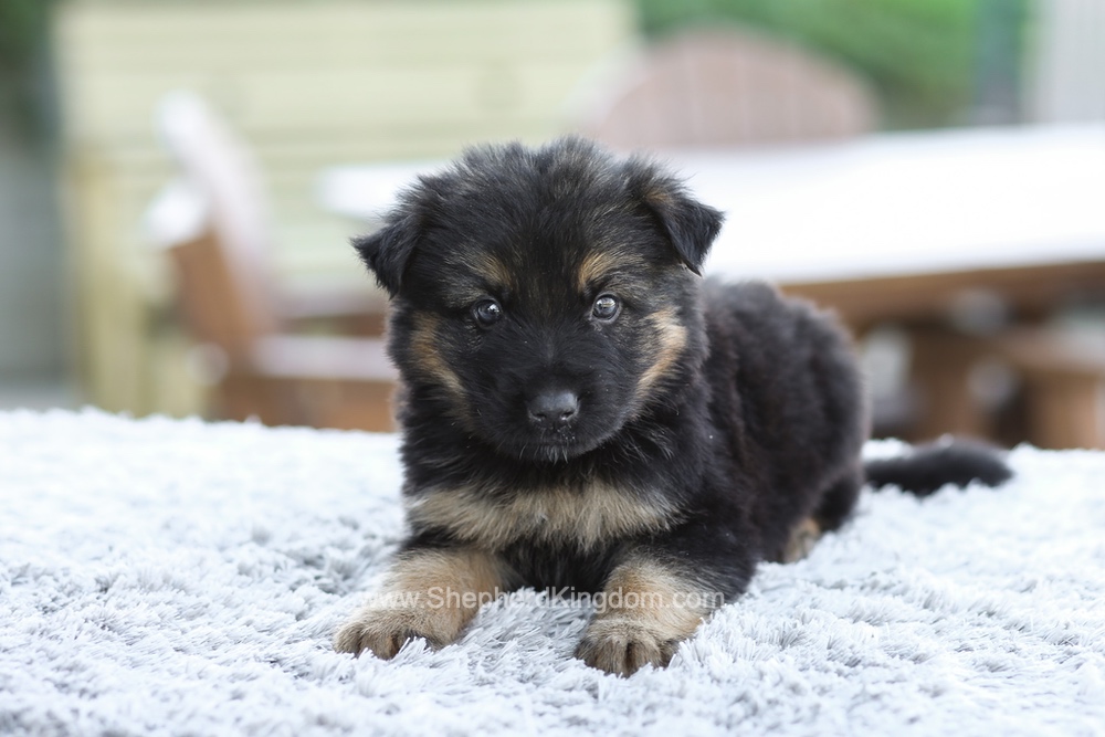 Gideon Image of Gideon, a German Shepherd puppy
