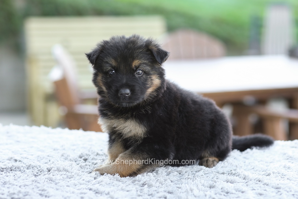 Gideon Image of Gideon, a German Shepherd puppy