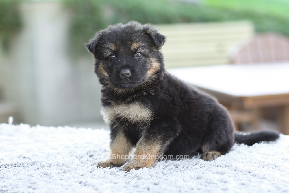 Gideon Image of Gideon, a German Shepherd puppy