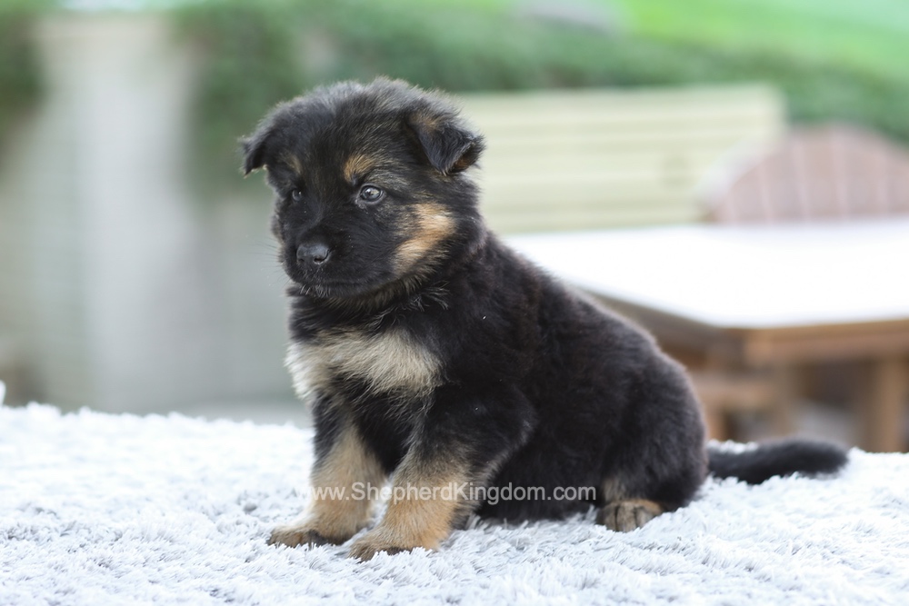 Gideon Image of Gideon, a German Shepherd puppy