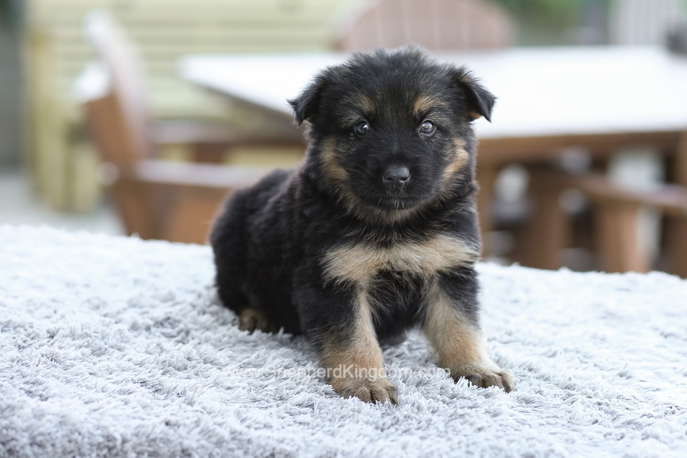 Gideon Image of Gideon, a German Shepherd puppy