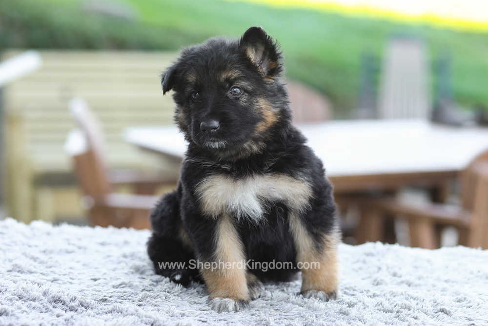 Grady Image of Grady, a German Shepherd puppy