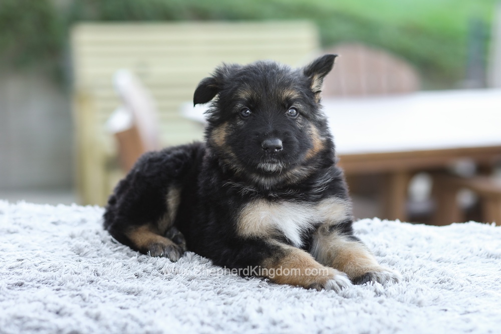 Grady Image of Grady, a German Shepherd puppy