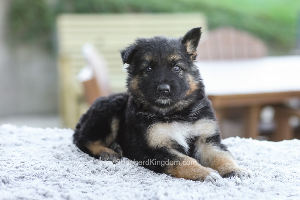 Grady Image of Grady, a German Shepherd puppy