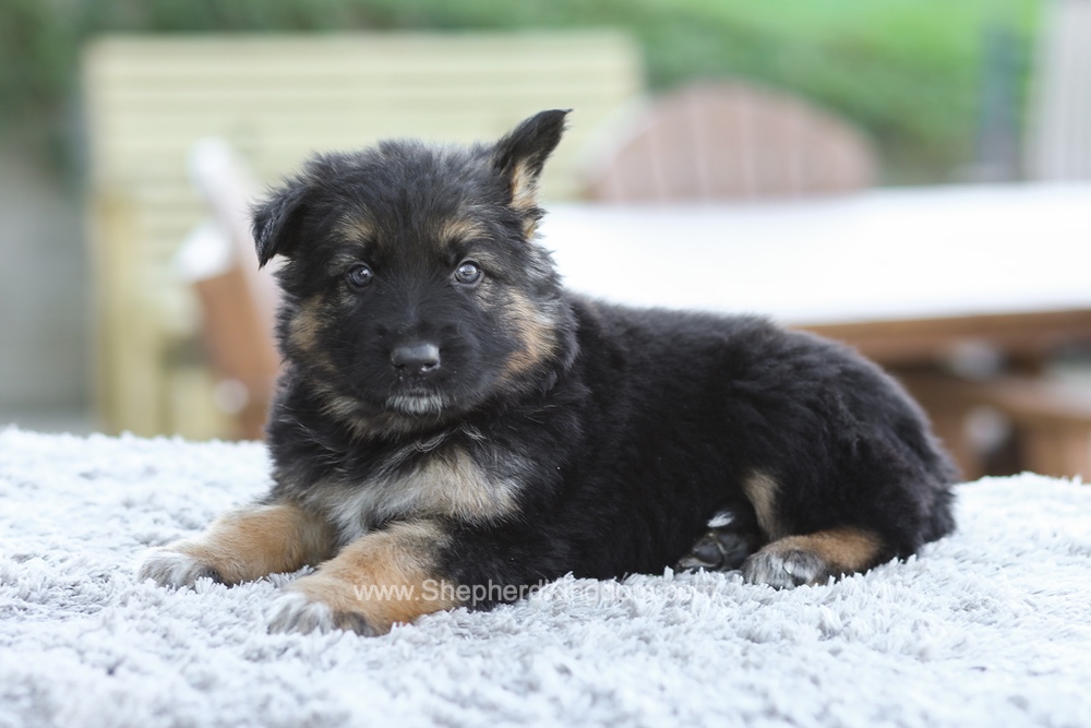Grady Image of Grady, a German Shepherd puppy