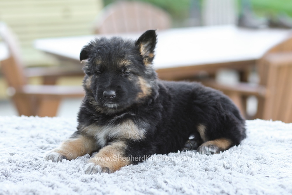 Grady Image of Grady, a German Shepherd puppy