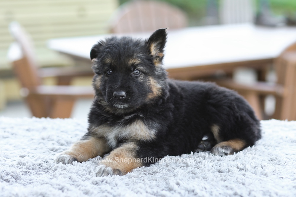 Grady Image of Grady, a German Shepherd puppy