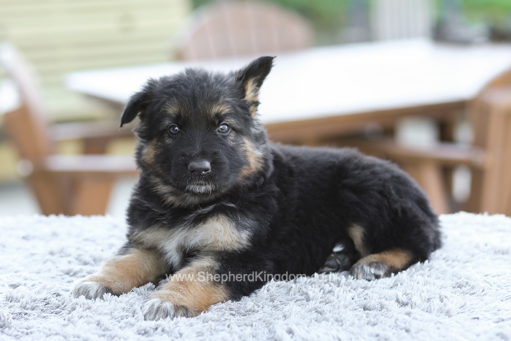 Grady Image of Grady, a German Shepherd puppy
