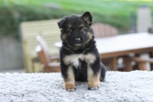 Image of Grady, a German Shepherd puppy