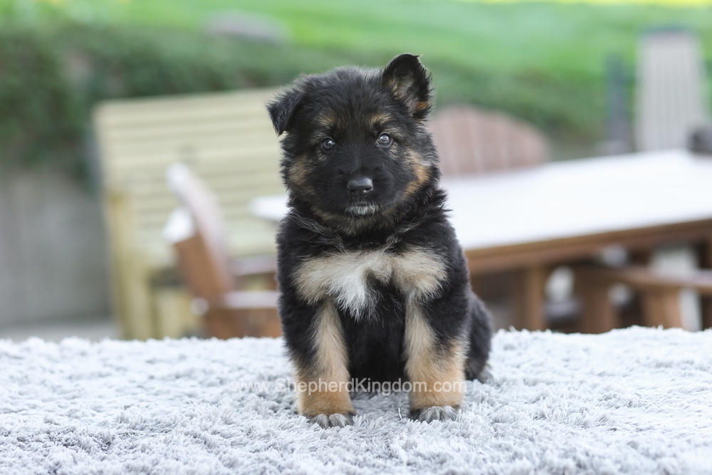 Grady Image of Grady, a German Shepherd puppy