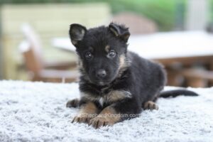 Image of Graham, a German Shepherd puppy