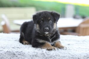 Image of Gideon, a German Shepherd puppy