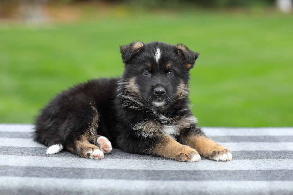 Hank Image of Hank, a German Shepherd puppy