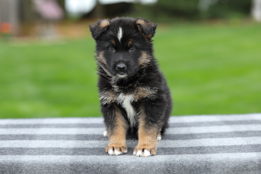 Hank Image of Hank, a German Shepherd puppy