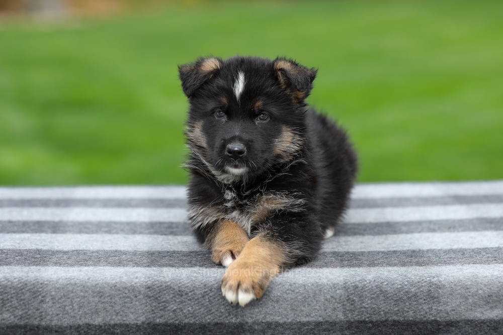 Hank Image of Hank, a German Shepherd puppy