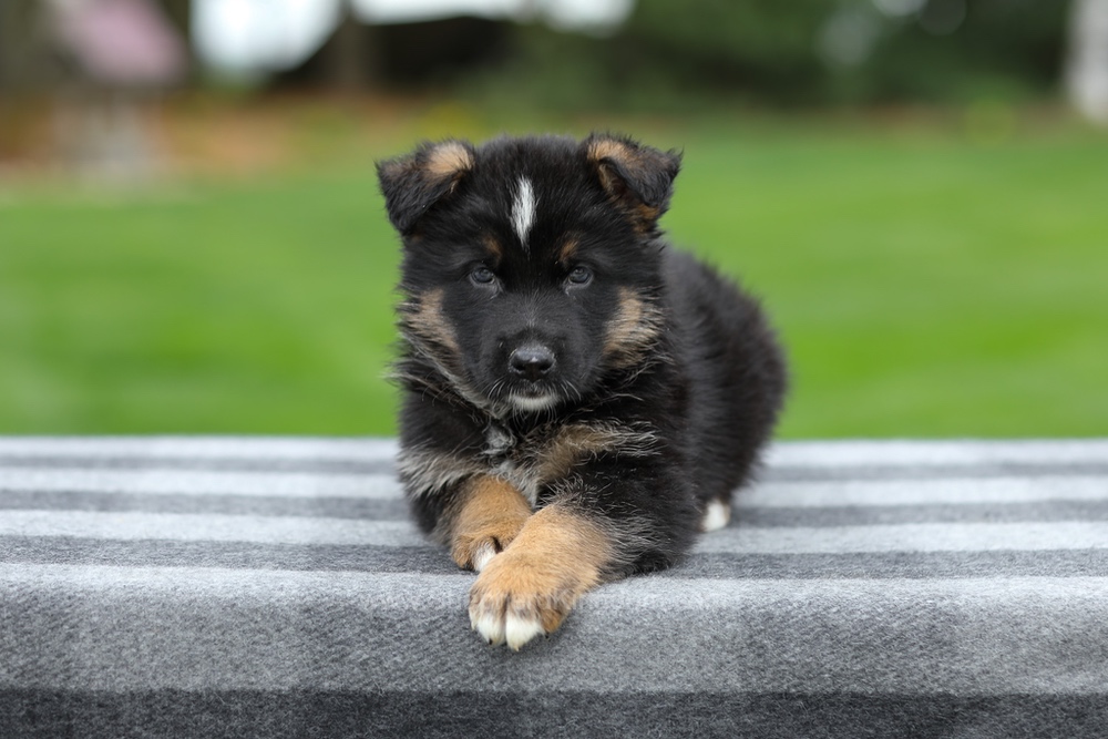 Hank Image of Hank, a German Shepherd puppy