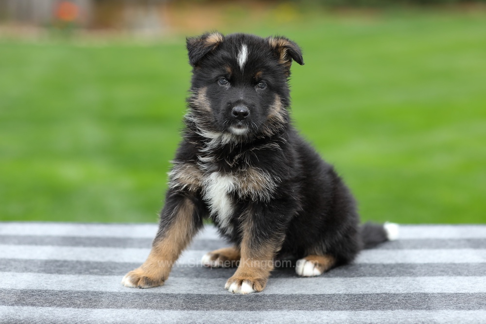 Hank Image of Hank, a German Shepherd puppy