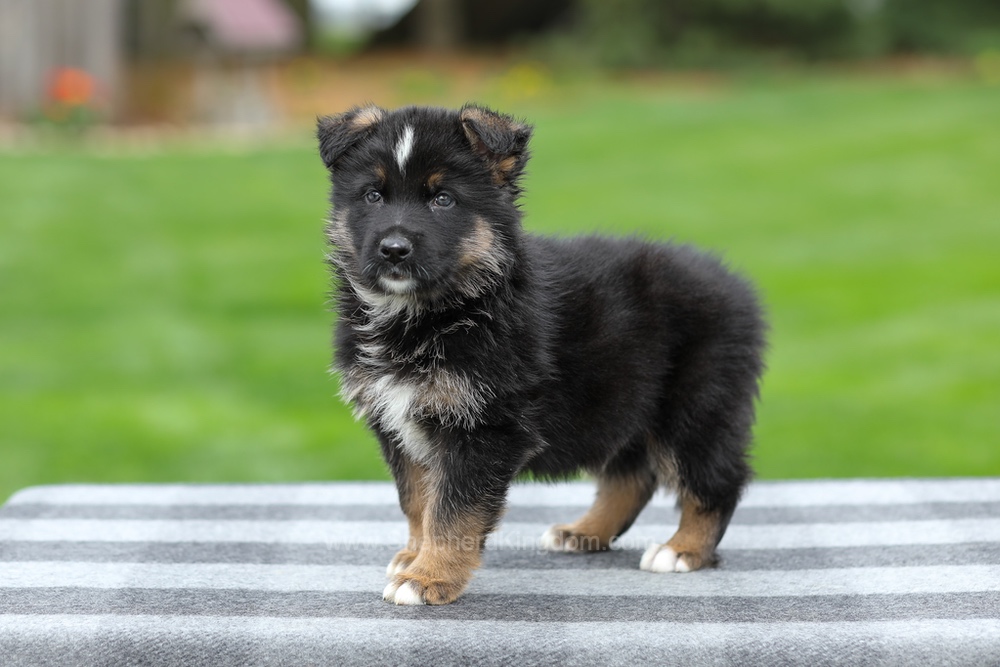 Hank Image of Hank, a German Shepherd puppy