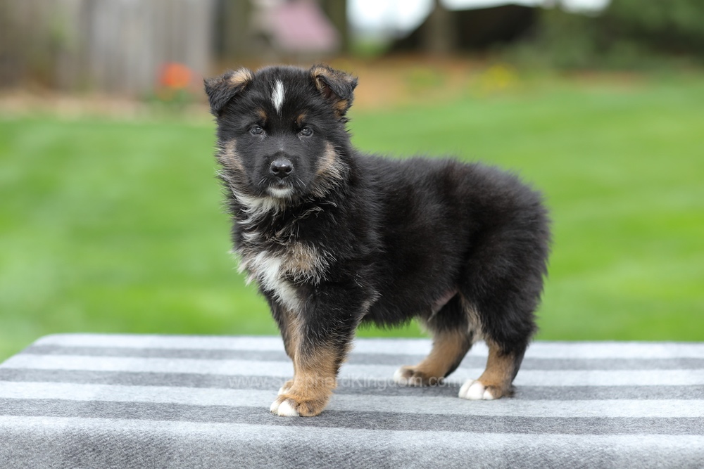 Hank Image of Hank, a German Shepherd puppy