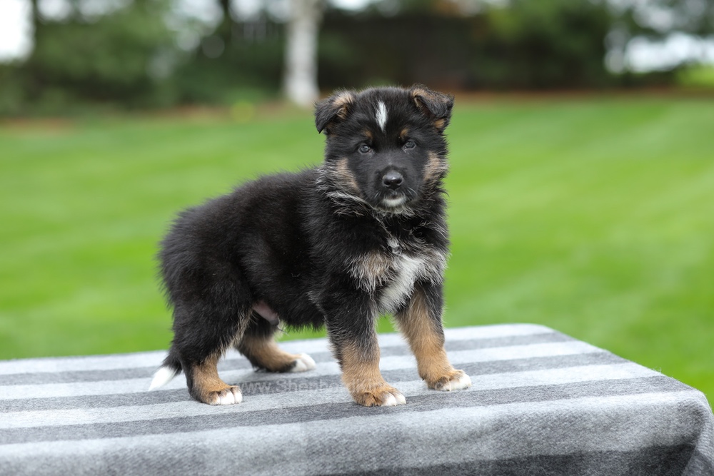 Hank Image of Hank, a German Shepherd puppy
