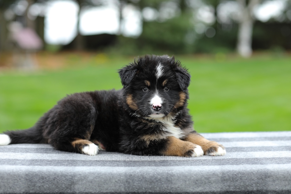 Hayden Image of Hayden, a German Shepherd puppy