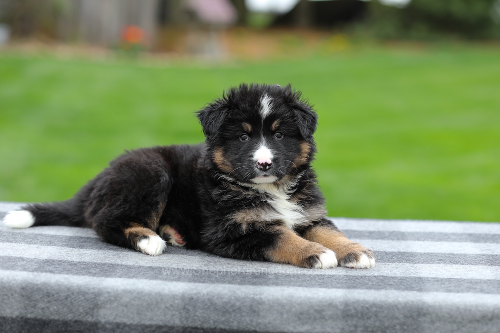 Hayden Image of Hayden, a German Shepherd puppy