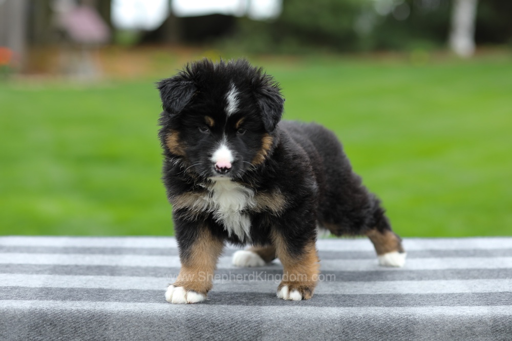 Hayden Image of Hayden, a German Shepherd puppy