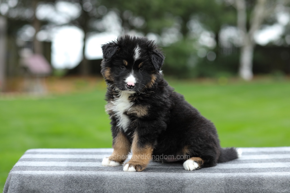 Hayden Image of Hayden, a German Shepherd puppy