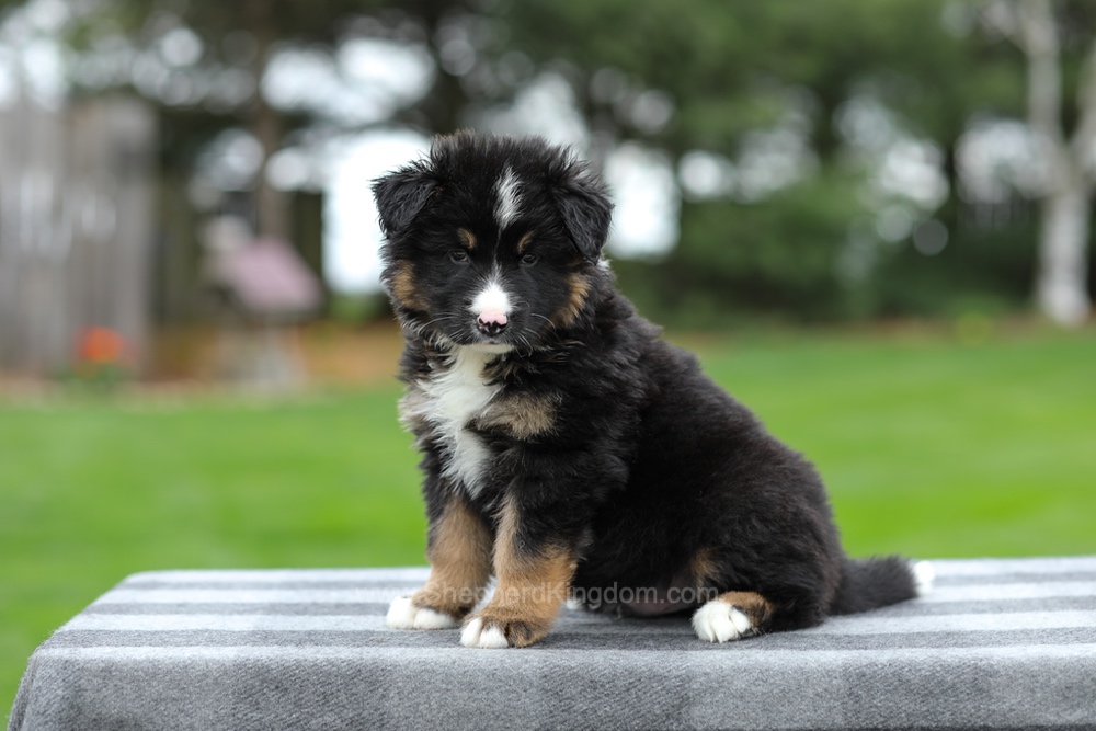 Hayden Image of Hayden, a German Shepherd puppy