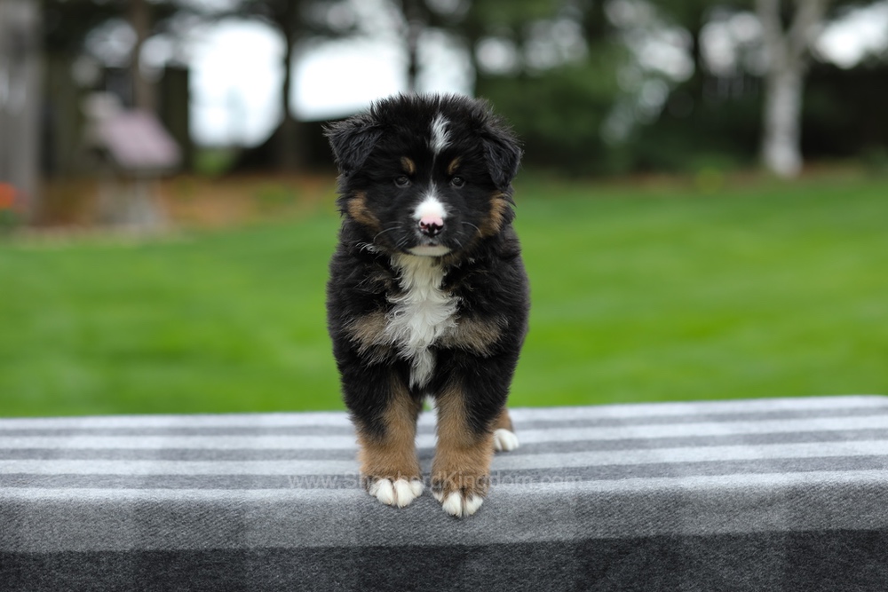 Hayden Image of Hayden, a German Shepherd puppy